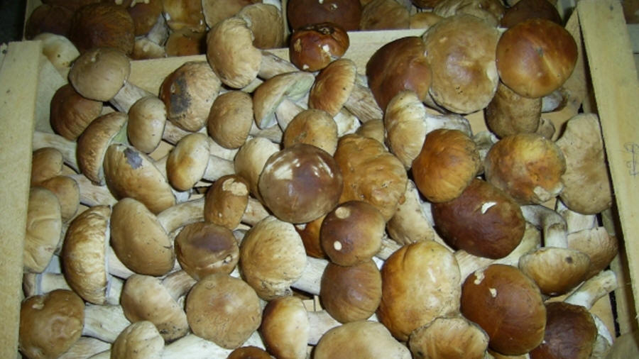 LAS-BOR Produktion Verarbeitung Export von Pilzen Pilze Waldfrüchte gefrorene Pilze frisch in Polen blanchiert 02