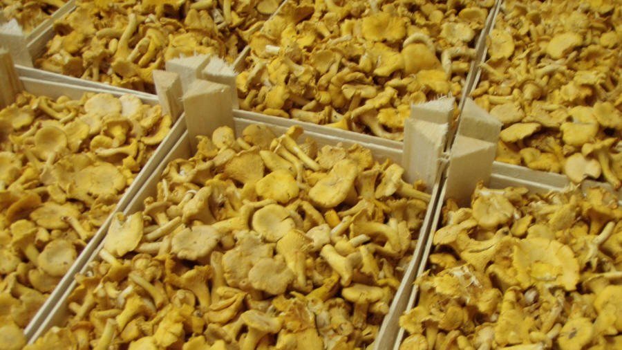 LAS-BOR Produktion Verarbeitung Export von Pilzen Pilze Waldfrüchte gefrorene Pilze frisch in Polen blanchiert 07