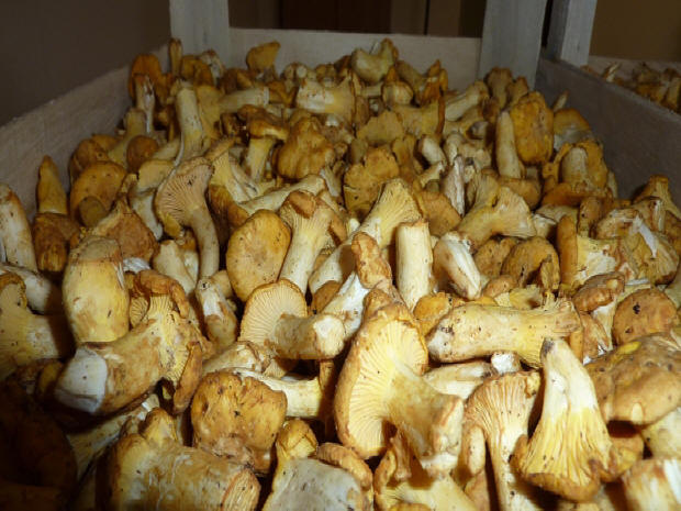 LAS-BOR Produktion Verarbeitung Export von Pilzen Pilze Waldfrüchte gefrorene Pilze frisch in Polen blanchiert 01
